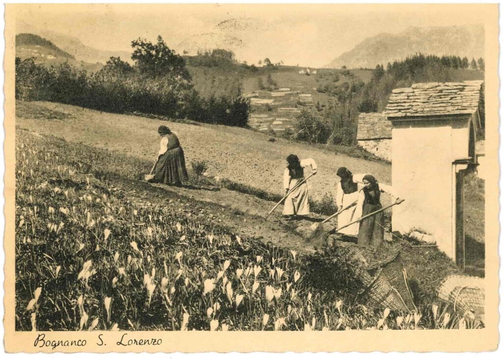 cartolina storica val bognanco donne nei campi con gerla