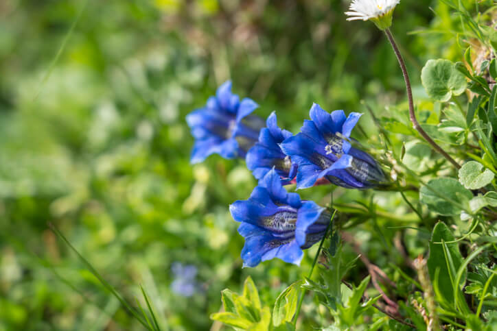 pianta e fiore genziana liquore