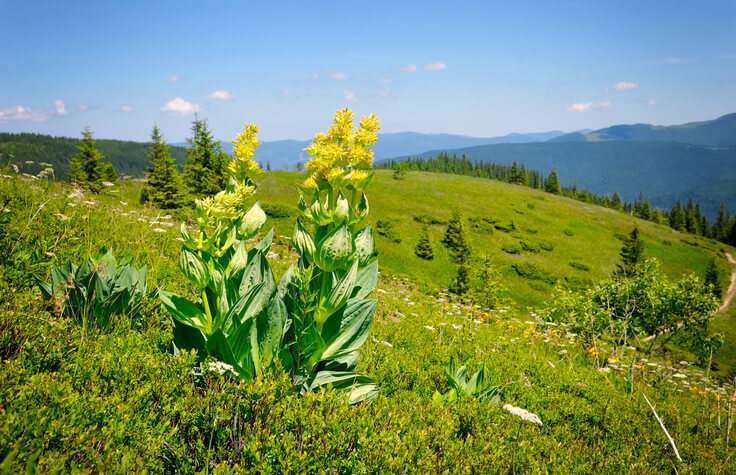 pianta genziana in montagna