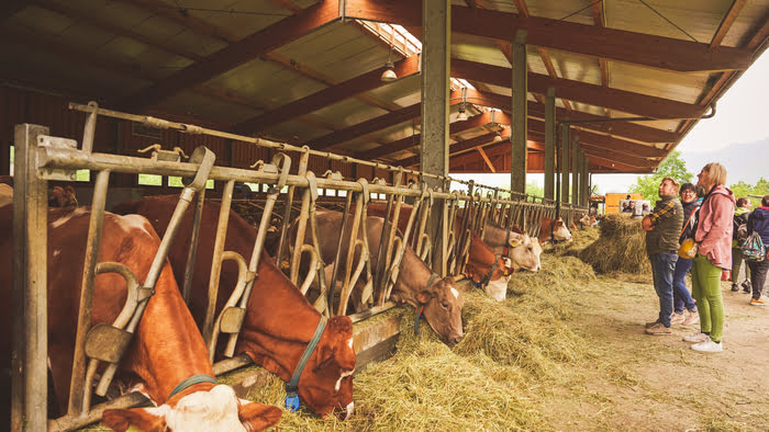 azienda agricola dellapiazza