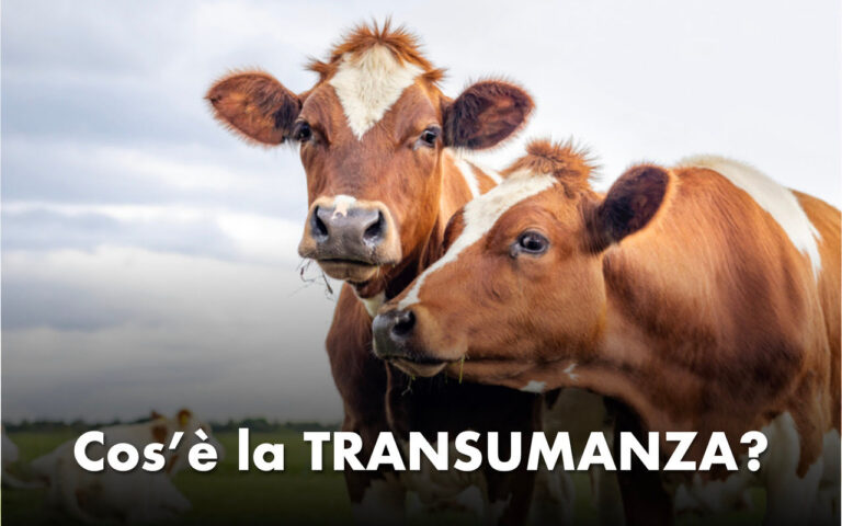 transumanza significato