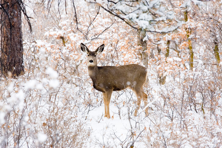 immagine di cervo femmina nella neve