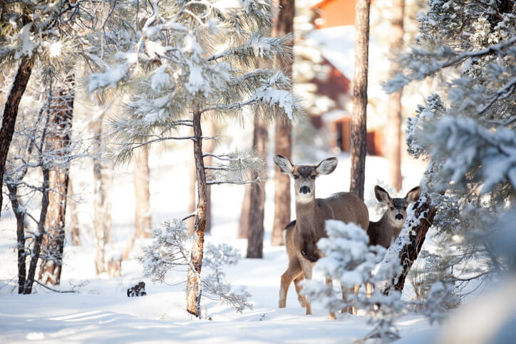 immagine di due cervi femmina nella neve