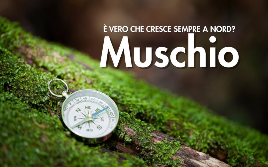 dove cresce il muschio