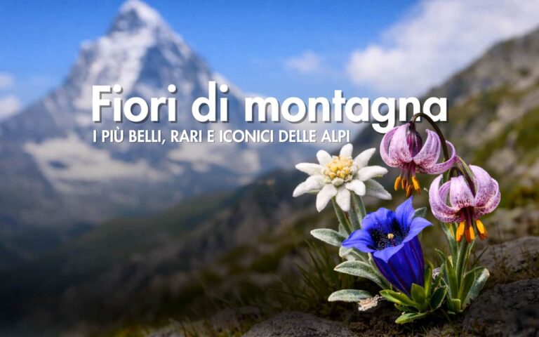 fiori di montagna i più belli e rari delle alpi
