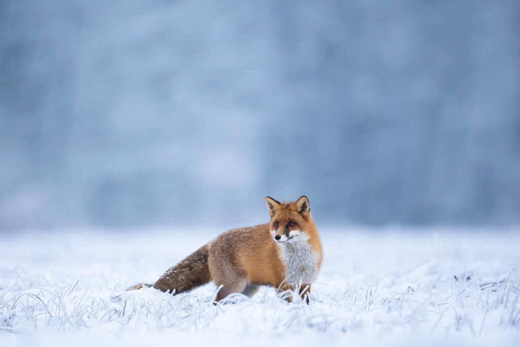 orme di lupo e di volpe a confronto