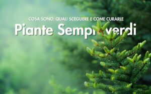 le piante sempreverdi cosa sono quali scegliere e come curarle